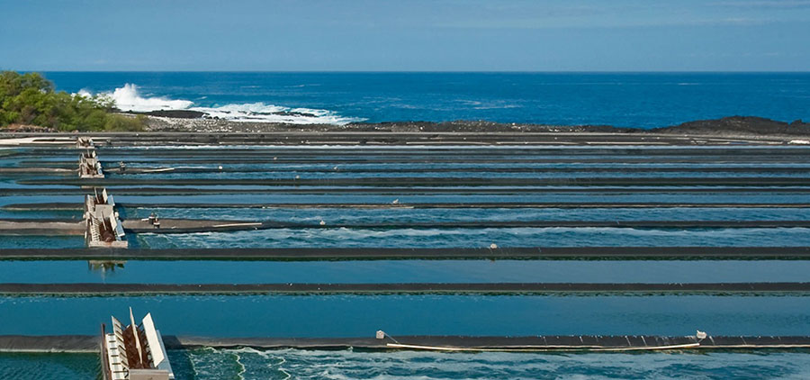 spiralina growing ponds